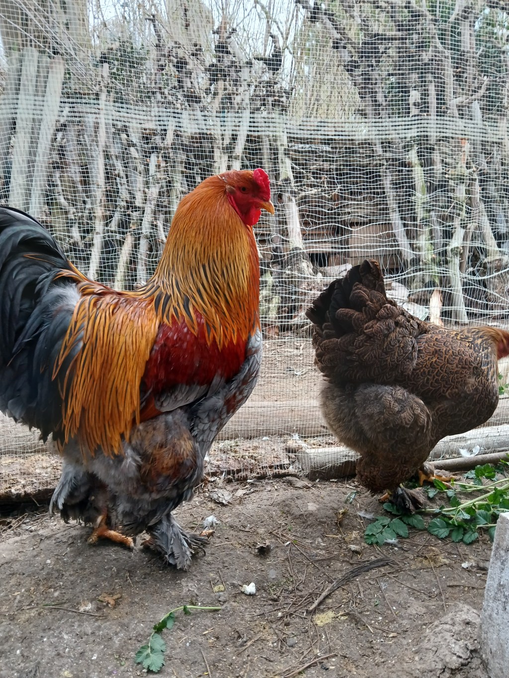 Gallinas Brahma